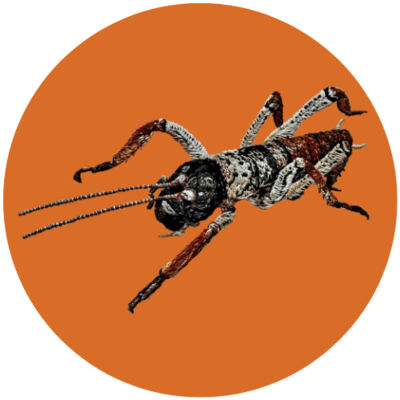 Waiatarua Village Thumbnail