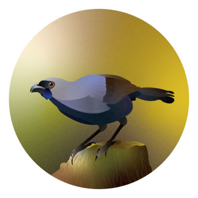 Pest Free Waitākere Ranges Alliance Thumbnail