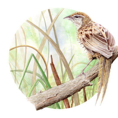 Anawhata Village Thumbnail