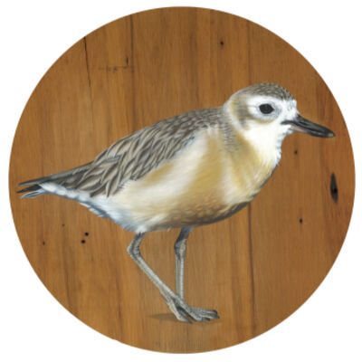 Karekare Village Thumbnail